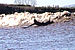 Random Severn Bore Surfing Photo 4.